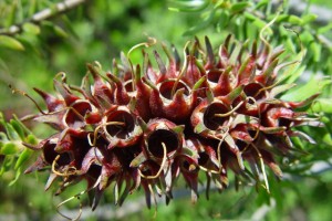 Seed pods on stem, Woodvale